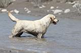 LABRADOR 527